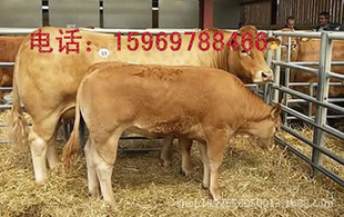 ƽţֳ15969788466