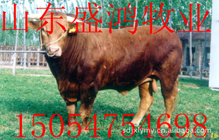 ³ţţƷλɽʢ