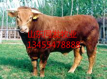 ϵţǮ1ͷUIϵţǮ1ͷ