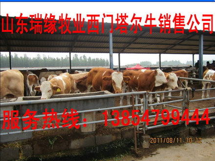 肉牛,肉牛犊,小牛,西门塔尔牛,鲁西黄牛,牛犊价格