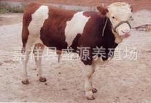 正规养牛场=大肉牛养殖地=卖牛犊=养牛技术