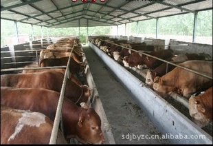 肉牛牛犊种牛养殖供喂养技术|价格分析|肉牛
