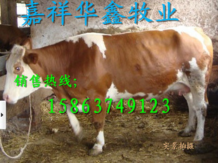 ţţ۸