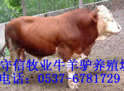 ³ţ۸񣬺³ţֳ