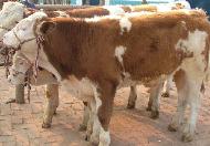 改良育肥肉牛犊、小公牛犊(600)、架子牛