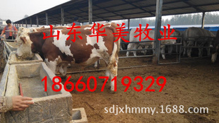 华美牧业出售西门塔尔牛肉牛犊