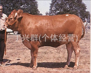 ɽţţţ۸ţὨ裬Ĵţֳ