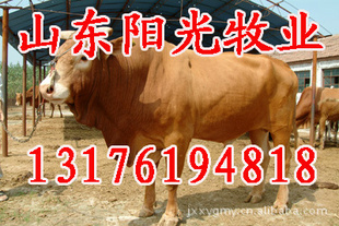 ţ