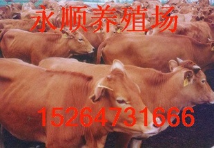 ţ۸—ֳЧ