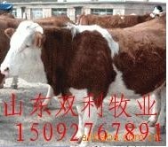 ͷ200-1600ţľţţ³ţ
