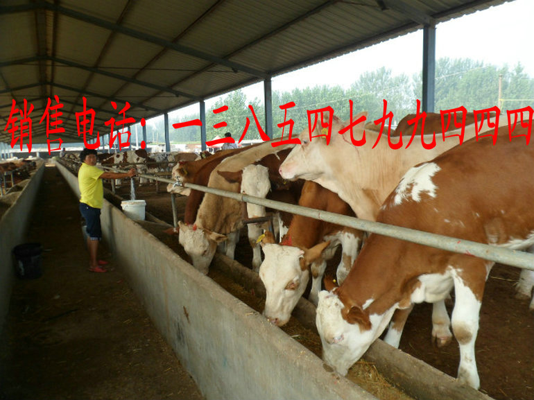ţСţ,СţǮһͷ,ţǮ