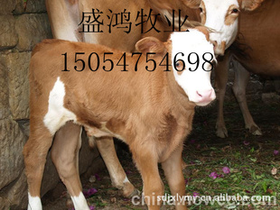 200斤西门塔尔牛牛犊品种牛犊效益分析可回收!