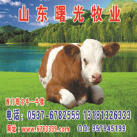 ţţ2013ţ¼۸