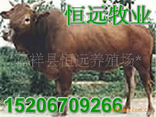 ½ţţĵطţຣС