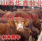 河南卫辉肉牛犊价格肉牛犊行情