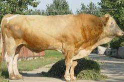 肉牛牛犊价格/山东俊发供/肉牛养殖/肉牛牛犊价格