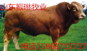 ʸߵ³ţţ