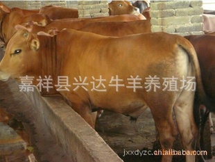 ֳ³ţЧ棿
