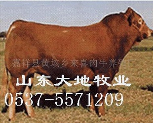 ţֳţ۸ţ(ͼ)