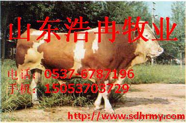 Ĵţ۸ţţ۸񲨶ɽֳ