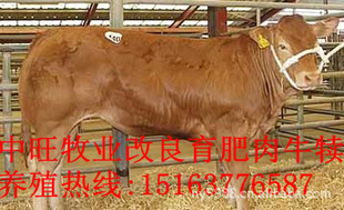 ³ţ׬ǮֳĿ