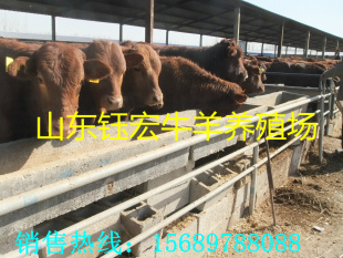 促销鲁西黄牛牛犊山东鲁西黄牛牛犊急售资金回笼处理鲁西黄牛