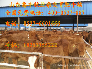 һͷСţǮ……ɽţǮһͷ
