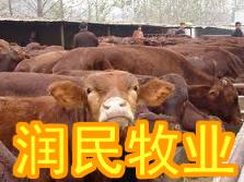 ǿţţ