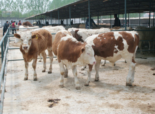 2013年新肉牛价格肉牛品种肉牛舍建设肉牛养殖场