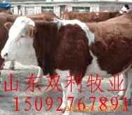 ũ崴¸óڼҸϿţţֳЧ桢ţɱ