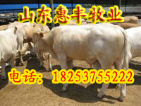նСţǮ2.3ٽСţǮһͷ