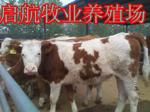 山东养羊地养牛地