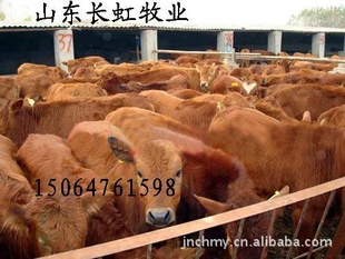常年销售各种肉牛犊品种育肥肉牛犊-架子牛签订回收合同