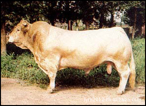 ţףƷּ۸