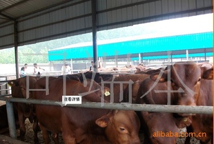夏洛莱牛价格西门塔尔肉牛犊价格黄牛价格山东济宁鲁西黄牛养殖场