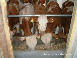 我养牛厂常年肉牛,西门塔尔肉牛,鲁西黄肉牛犊