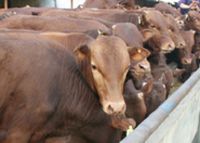 2012年夏季圈养羊能赚钱养羊成本与利润近小牛价格
