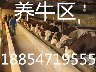 ţιݽ