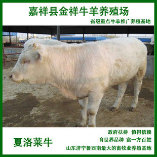 夏洛莱牛5-7个月种效益分析山东肉牛养殖场肉牛养殖技术