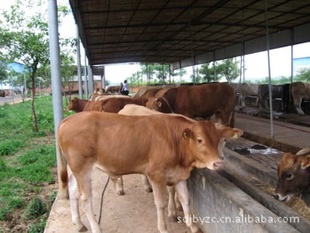 牛犊养殖价格肉用牛奶牛西门塔尔牛犊肉牛牛犊肉牛种牛牛犊