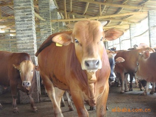 大牛,屠宰肉牛,
