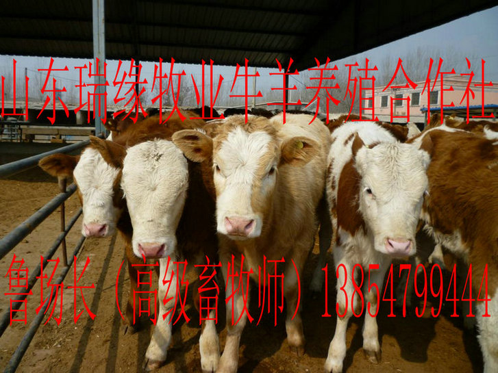 ţֳ,ţ۸,ţ,ţ,ţֳ