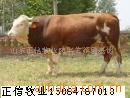 河南养殖场云南养殖场良品种西门塔尔牛、纯种西门塔尔牛犊