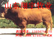 ³ţ³ţ³ţ