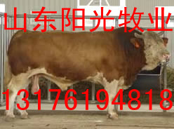 ţ۵ţֵţ