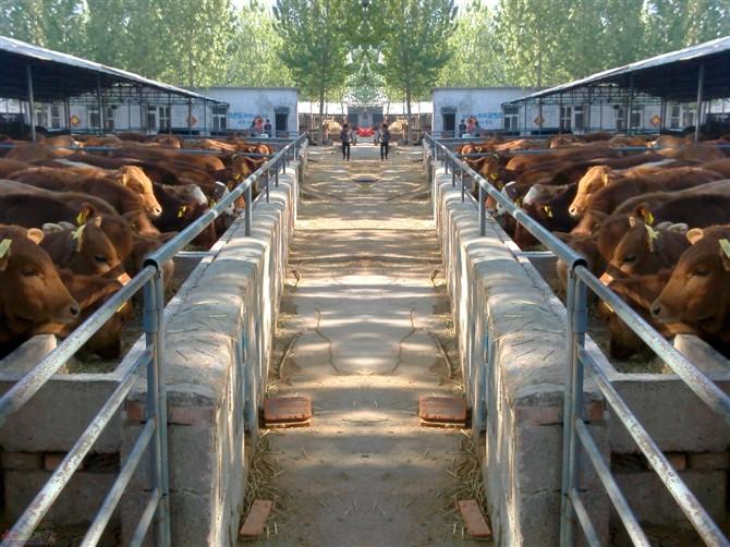 湖南养牛场小牛犊价格黄牛犊肉牛犊价格