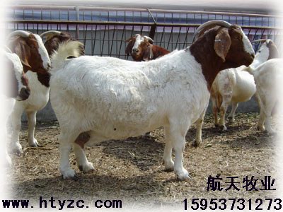 纯种纯5代波尔山羊