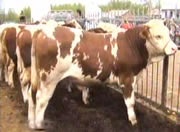 肉牛养殖肉牛犊养殖肉牛犊科学养殖肉牛犊肉牛犊价格