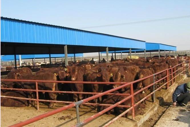 广西肉牛价格行情小牛犊价格走势河北养牛场