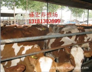 肉牛养殖肉牛犊肉牛价格西门塔尔养殖效益肉牛品种